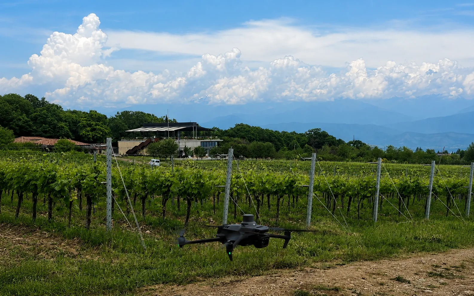 DJI Mavic 3 Multispectral დრონი დაგეგმილ ფრენას ასრულებს ვენახის რიგებზე